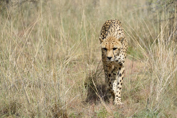 Africa. Namibia. Cheetah