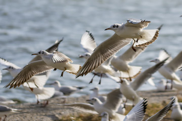 Seagulls flying 