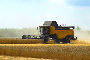 Kombain collects on the wheat crop. Agricultural machinery in the field.