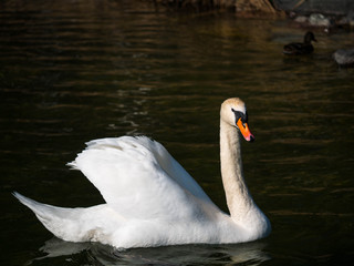 Schwan