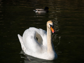 Schwan