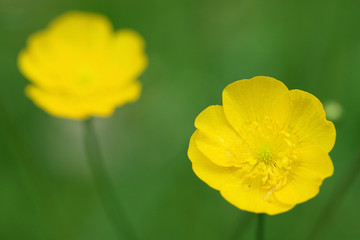 Two little yellow flowers on a green corridor directly beside a walkway in Mannheim in Germany.