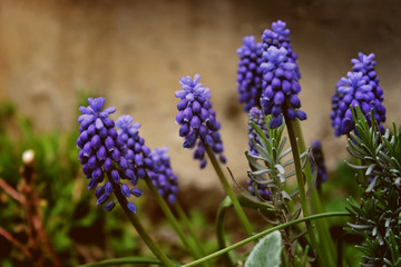 Fototapeta premium The first spring purple flowers-Grape Hyacinth