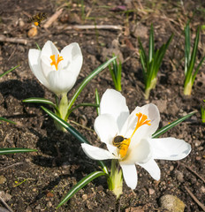 crocuses blooming in the botanical garden