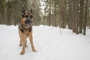German shepherd dog in winter day