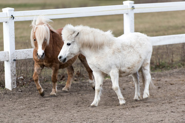 Two young beautiful ponies