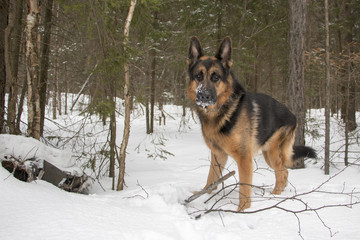 German shepherd dog in winter day