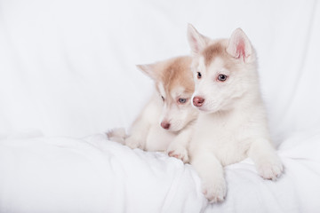 Cute little puppy sit on white background
