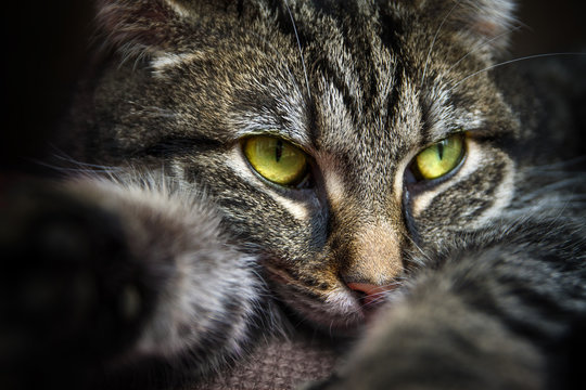 tabby cat with yellow green eyes lying on the couch, portrait closeup