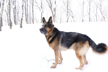 German shepherd dog in winter day