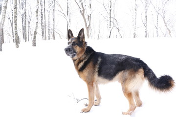 Naklejka na ściany i meble German shepherd dog in winter day