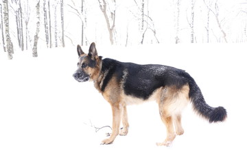 German shepherd dog in winter day