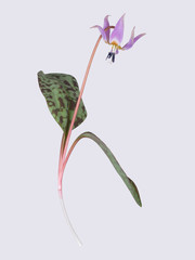 Dogs tooth vilolet isolated on white. Botanical photo.