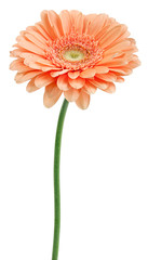 pink gerbera on a stalk