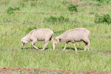 Obraz premium Merino sheep walking