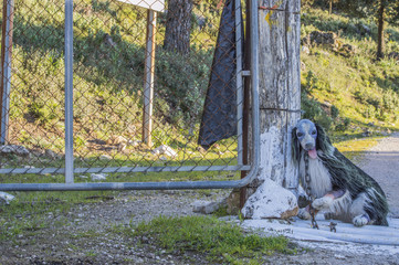 No, al maltrato animal, crueldad, desagradable imagen de un perro de peluche
 amarrado con cadena...