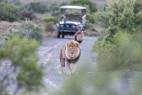 Two male lions