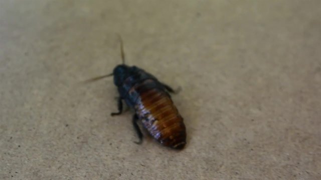 Large Cockroach Walking Over Wooden Surface