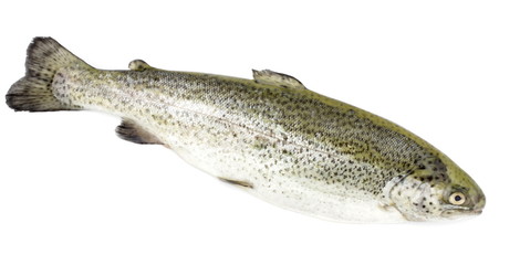 pstrąg © mariusz_g