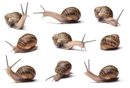 Collection of snails isolated on white background