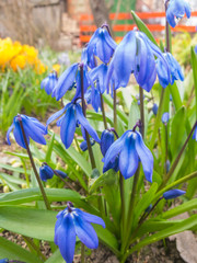 Scilla  blooming in the botanical garden