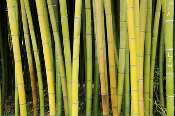 Bambus, Garten, Park