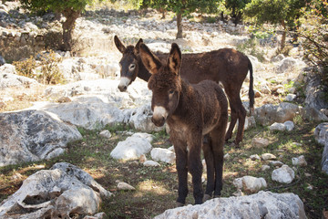 two donkey among the rocks