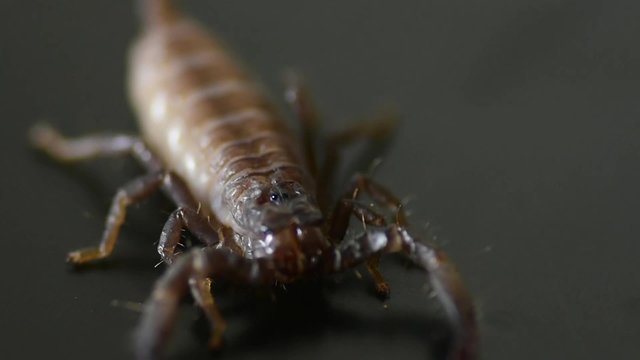 Close Up macro Shot of a Baby Scorpions Eyes