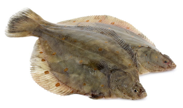 flądra