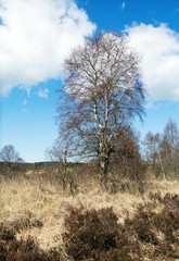 Dorumer Moor im Frühling