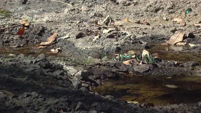 Butterflies drink water from a stream in the jungle of Khao Yai National Park. Thailand.  4k footage made at day.
