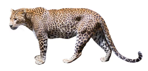 Door stickers Leopard leopard