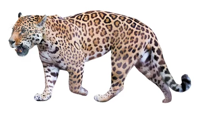 Foto op Plexiglas movement jaguar © JackF