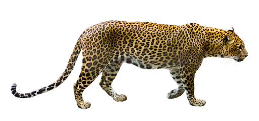 Leopard male