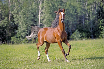 Two year old Bay Arabian Colt running in meadow