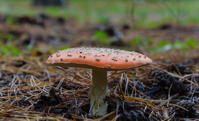 Mushrooms growing in the forest