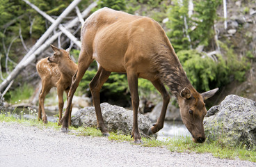 Mother and baby Mule Deer feeding on green grass.