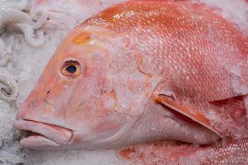 The head of a Red Snapper fish, on ice