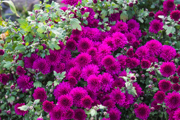 Obraz premium purple chrysanthemums