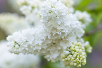 blooming lilac in the botanical garden