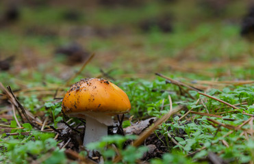 Mushrooms growing in the forest