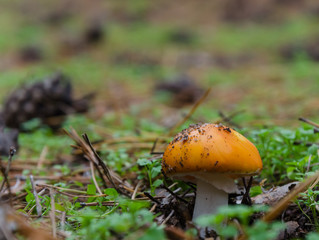 Mushrooms growing in the forest