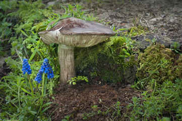 Fototapeta premium Toadstool mushroom standing next to cluster of blue flowers with moss and plants/Closeup of large mushroom next to a cluster of muscari flowers that look like blue bells with in horizontal position