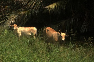 two cows are eating grasses in the village in sekinchan malaysia