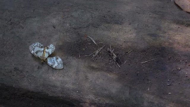 Slow motion video of Ants that Carry Dead butterfly in the jungle of  Khao Yai National Park. 
