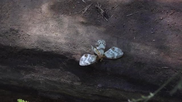 Slow motion video of Ants that Carry Dead butterfly in the jungle of  Khao Yai National Park. 
