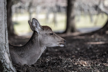 side view of deer