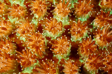 Fototapeta premium Closeup Hard Coral Polyps