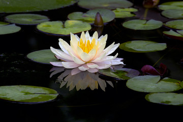 lotus flower or water lily flowers blooming in the pond.