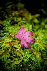 Pink leaf with nature background